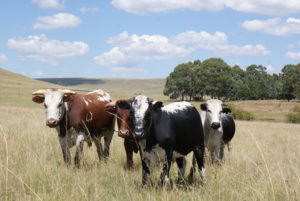 Bavaria-Nguni-Koeie-Vrede