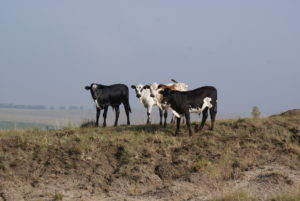 Nguni-Koeie-Suid-Afrika