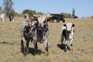 Nguni-Koei-en-kalf-Suid-Afrika