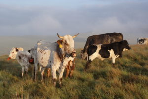 Bavaria-Nguni-Koeie-Vrede