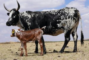 Bavaria-Nguni-Koei-en-kalf-suid-africa