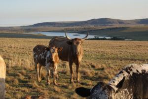 Bavaria Boerdery Suid Afrika