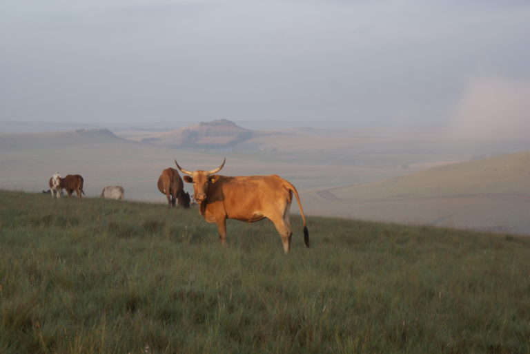 Nguni Koei in Vrede