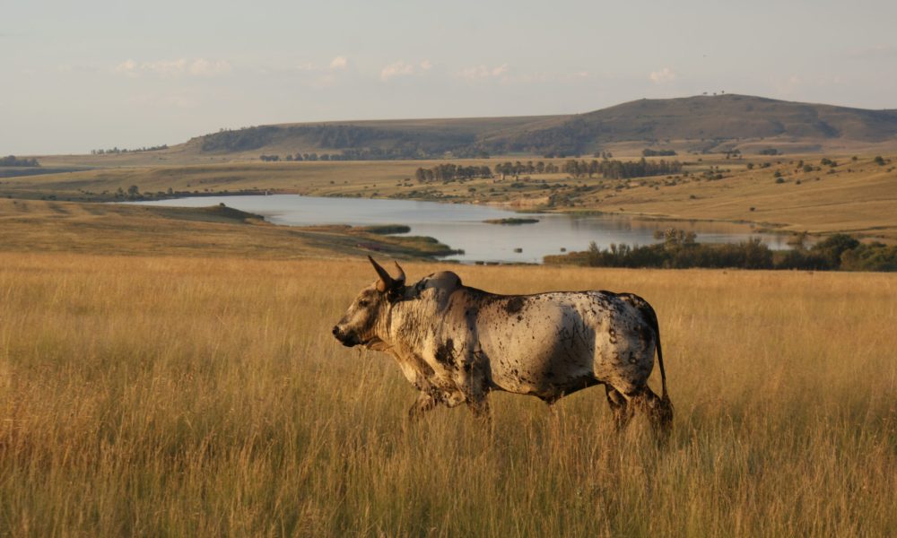 Bavaria-Boerdery-Nguni-Koeie-Suid-Afrika