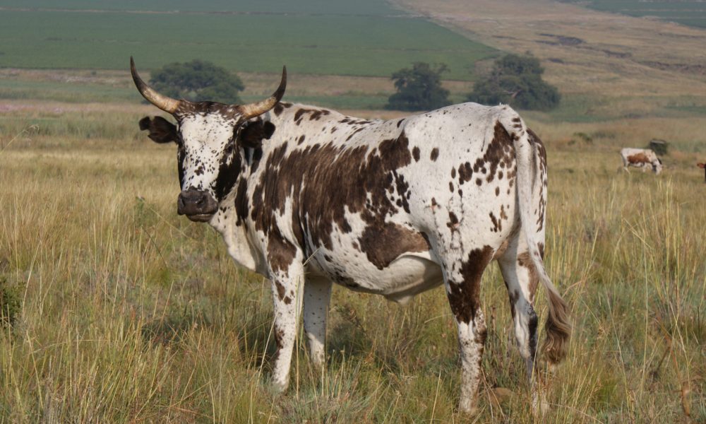 Bavaria-Boerdery-Suid-Afrika