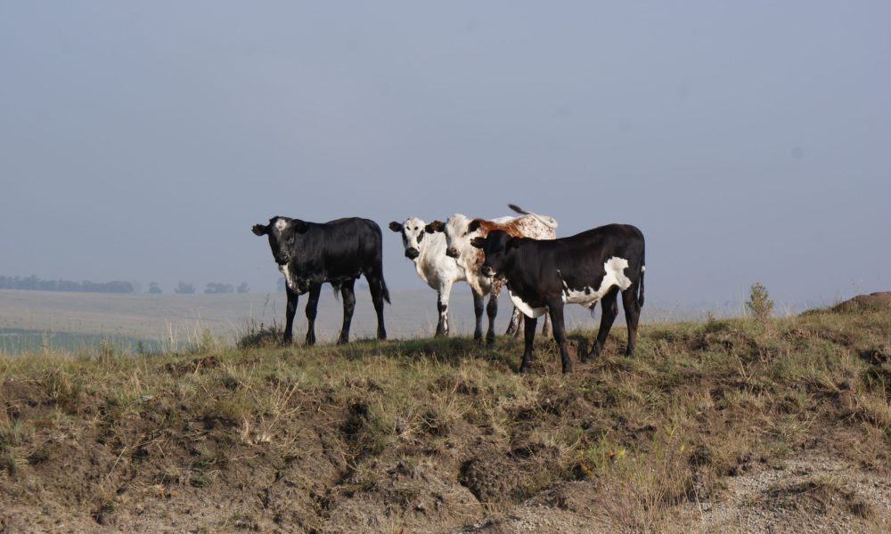 Nguni-Koeie-Suid-Afrika