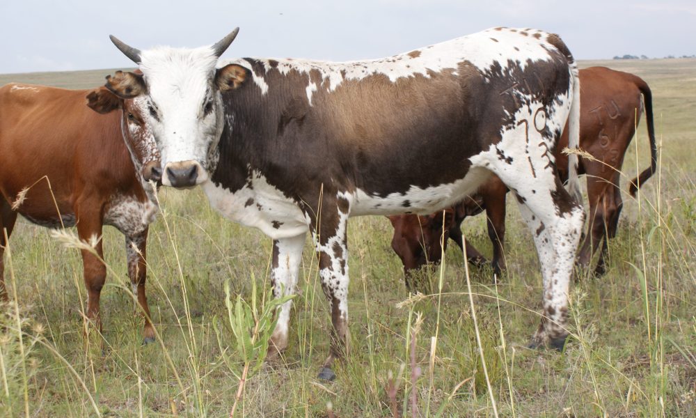 Nguni Koeie