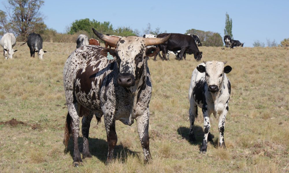 Nguni-Koei-en-kalf-Suid-Afrika