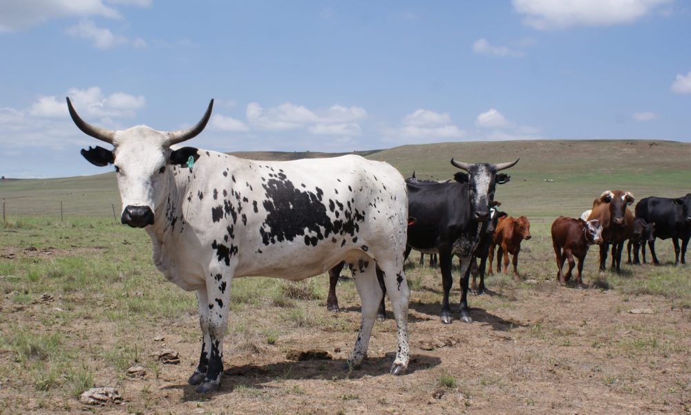 Nguni Teelkoeie Vrede