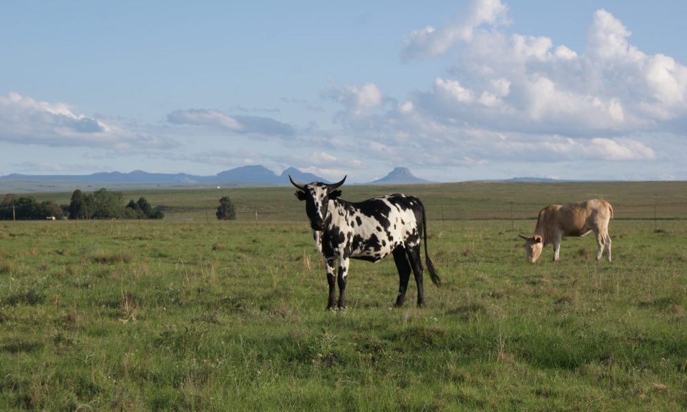 Bavaria Nguni Koeie Vrede