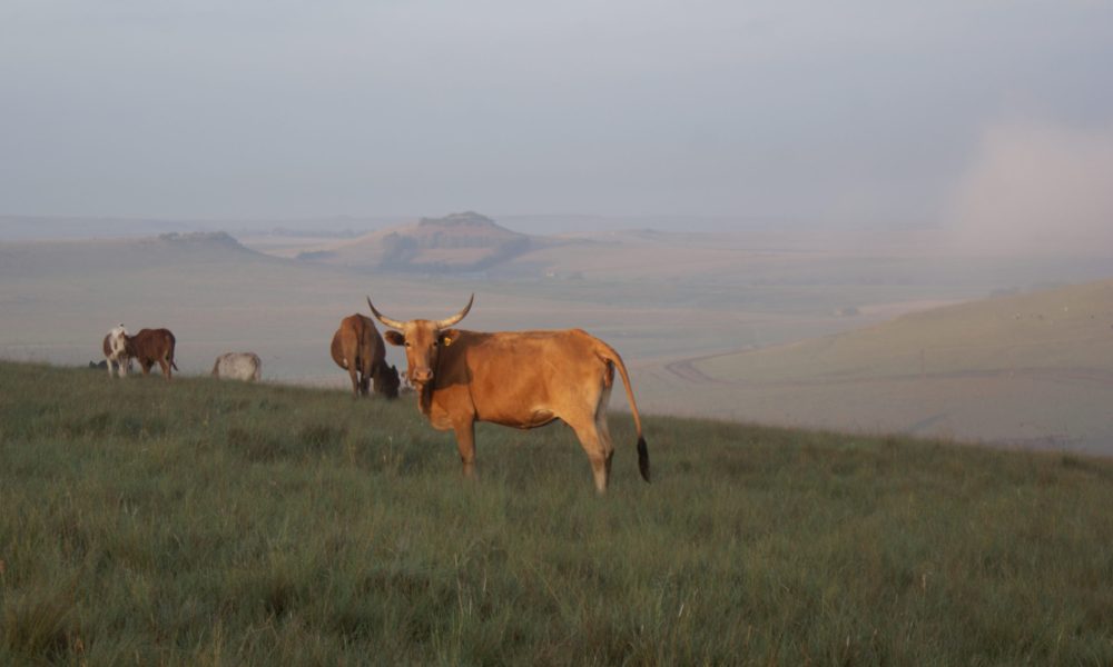 Bavaria Nguni Koeie Vrede