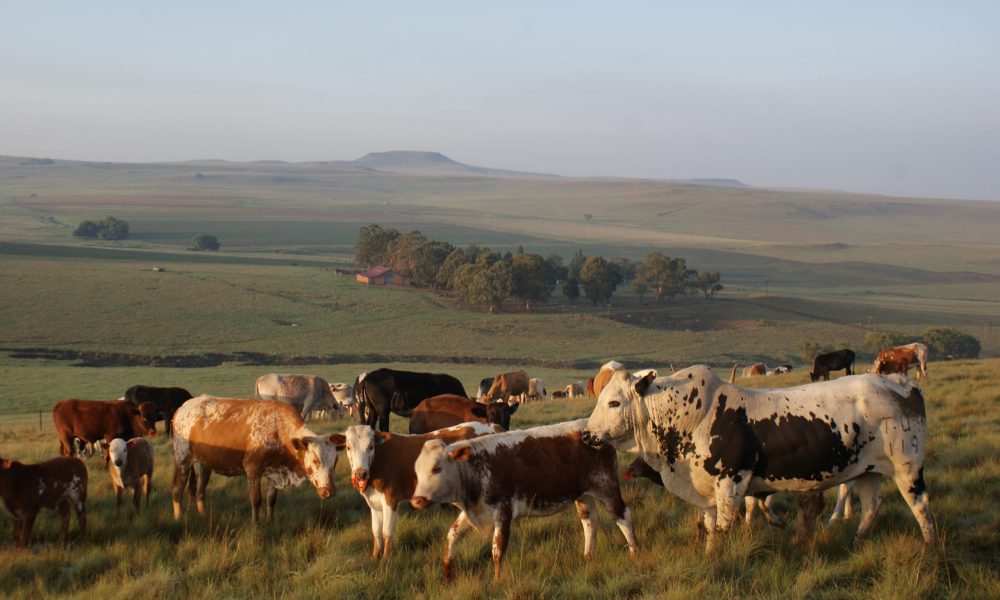 Bavaria-Nguni-Koeie-Vrede