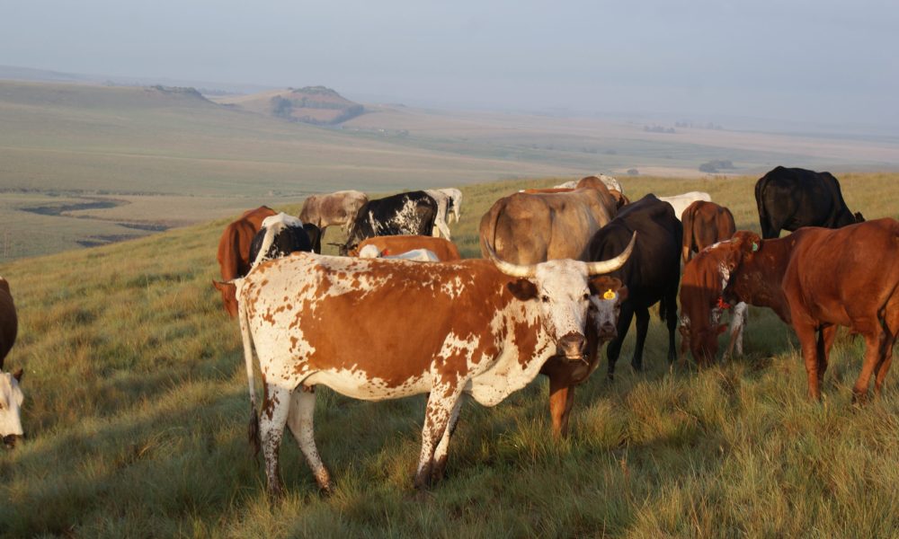 Bavaria Boerdery Suid Afrika oor ons