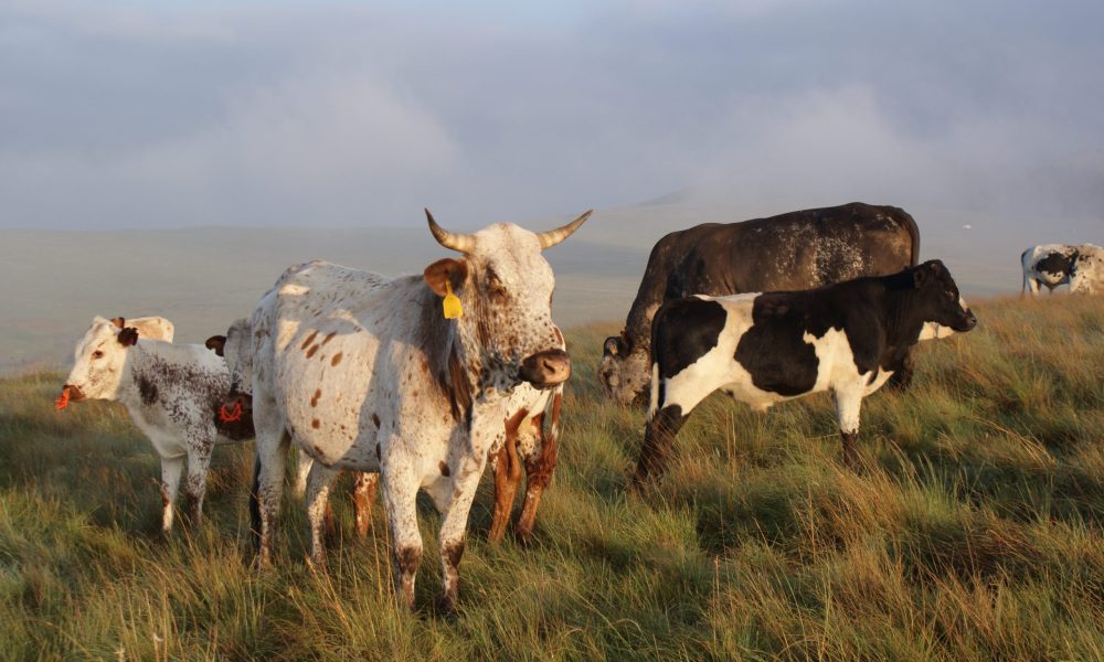 Bavaria-Nguni-Koeie-Vrede