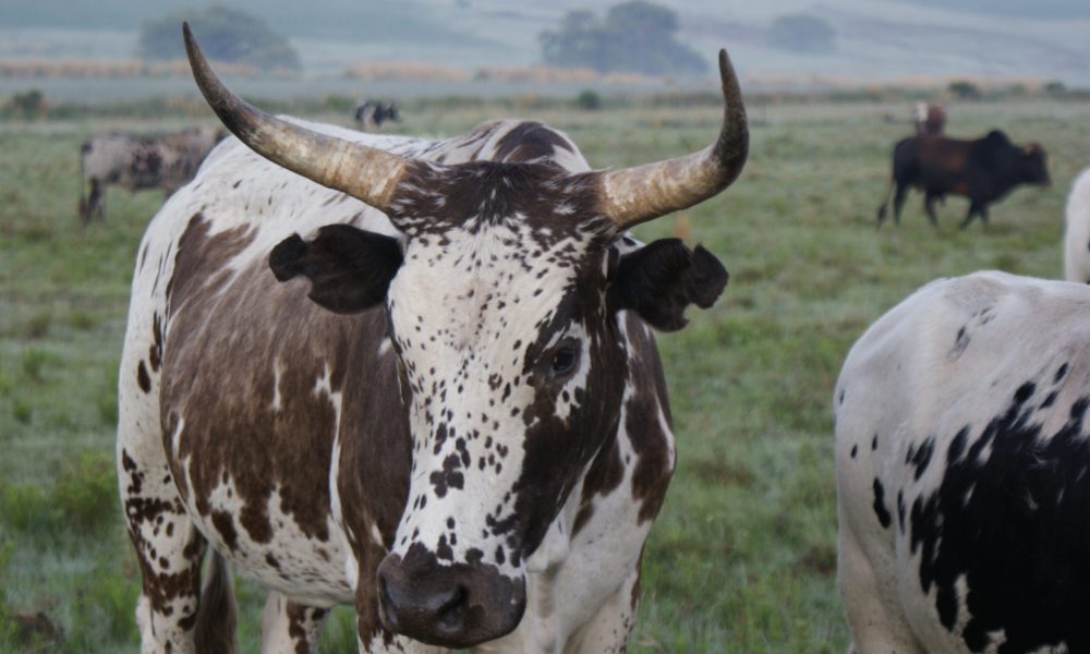 nguni-koei-hoorings