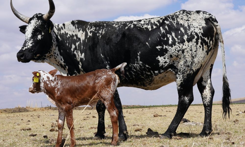 Bavaria-Nguni-Koei-en-kalf-suid-africa