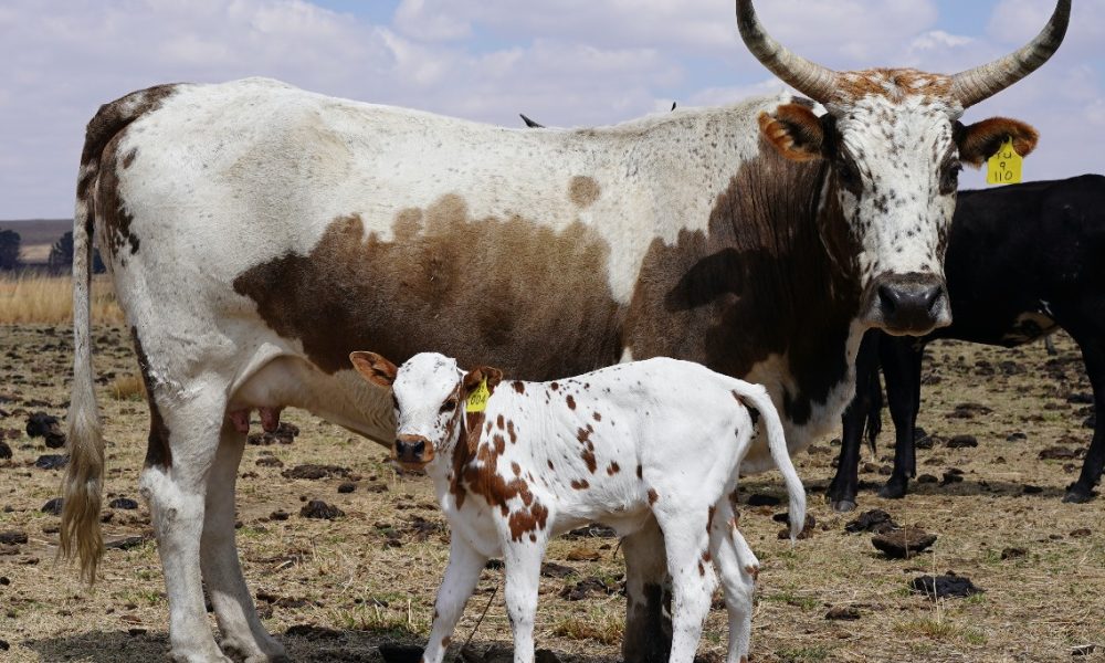 Bavaria-Nguni-Koei-en-kalf-suid-africa