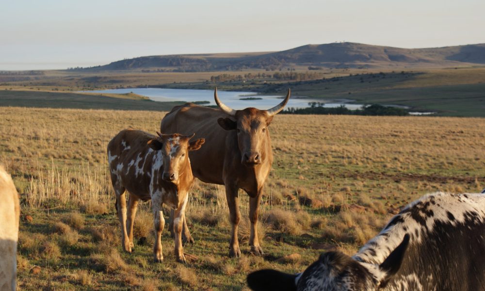 Bavaria Boerdery Suid Afrika